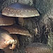 1111-mushrooms