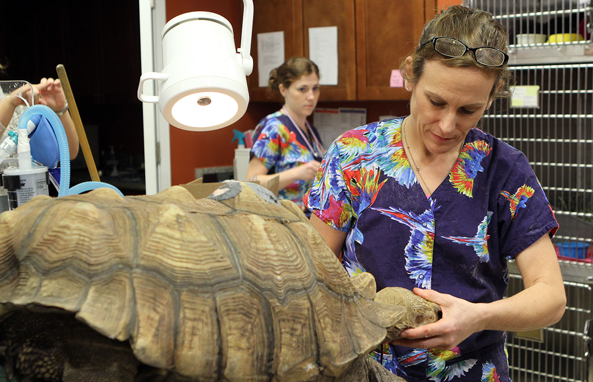 Susan Kelleher examines a tortoise