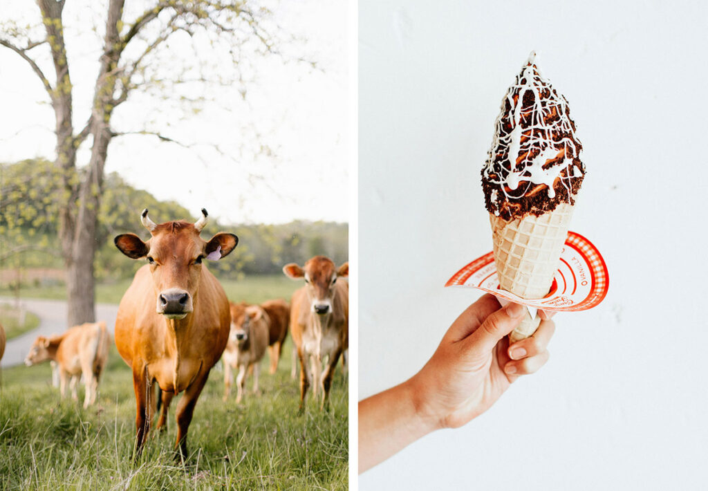 Cruze Farm makes ice cream with milk from Jersey cows. On the left, a Jersey cow. On the right, a hand holding a cone of Cruze Farm ice cream.