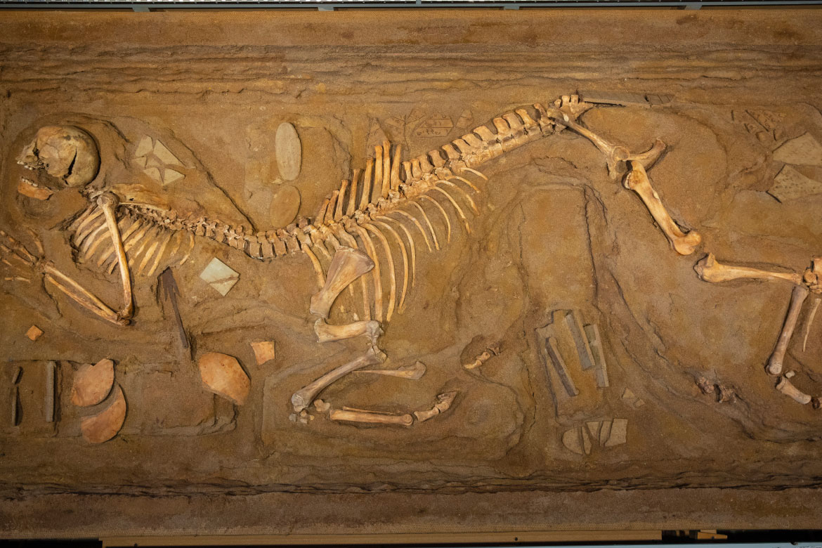 Centaur skeleton