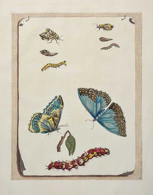 Study of Butterflies, Caterpillar, Pupa, and Chrysalis, 1719, Maria Sibylla Merian, copperplate engraving, Gift of John Glynn, 2016.7.2