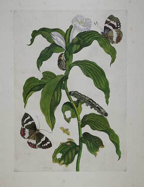 Tobacco Plant with Butterfly, Plate 36, 1705, Maria Sibylla Merian, hand color engraving, Museum purchase made possible by Michael and Kathy Mouron, 2017.10.8  