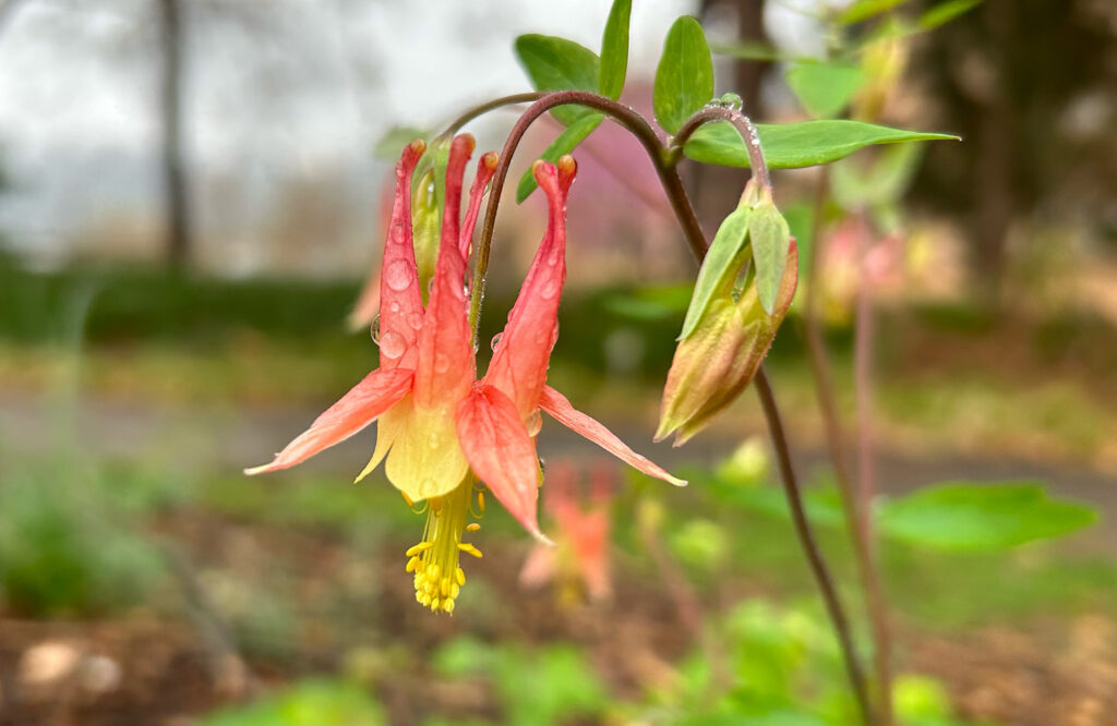 Close up photo of a columbine flower growing in the Native American Interpretive Garden next to the Mound.