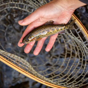 A small, glistening rainbow trout, golden with brown spots and an iridescent pink stripe down its flank, resting in a man's hand just above a fishing net.