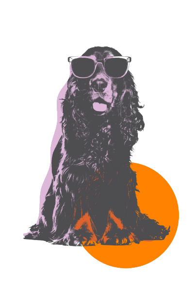 orangealia-dogPNG Funky image of a cocker spaniel wearing sunglasses