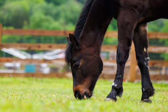 A young brown horse grazes on the fresh green grass in his paddock