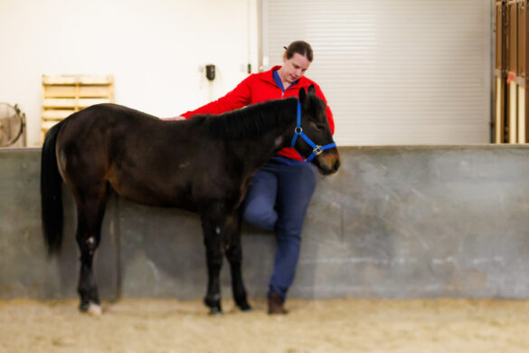 A young horse with a dark brown coat, wearing a bright blue halter, stands with a woman wearing a red jacket and blue jeans