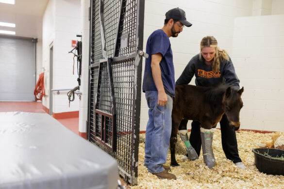 Two veterinary students examine a young horse wearing casts in an indoor stall at the UT College of Veterinary Medicine