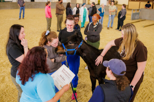 Several veterinary students stand around a young horse, one is kissing his nose and one is patting his neck