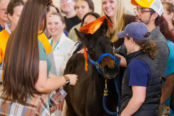 A young brown horse receives a bright orange mortar board and bright blue halter